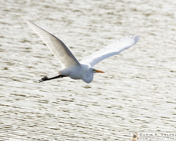 "Angel Wings" [Great Egret at Oso Flaco Lake, California]