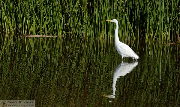 "Solitude" [Great Egret at Oso Flaco Lake, California]