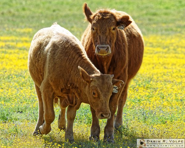 "I Won't Steer You Wrong" [Two Steer in a Field of Flowers in Santa Margarita, California]