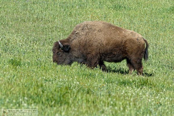 "Amazing Graze" [American Bison in Santa Margarita, California]