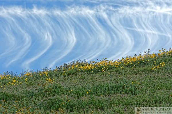 "Skydance" [Clouds and Wildflowers at Carrizo Plain National Monument, California]