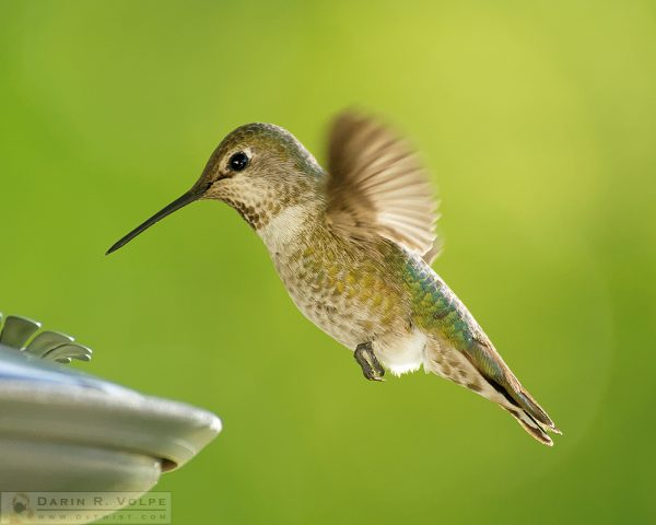 "Energy Drink" [Anna's Hummingbird in Templeton, California]