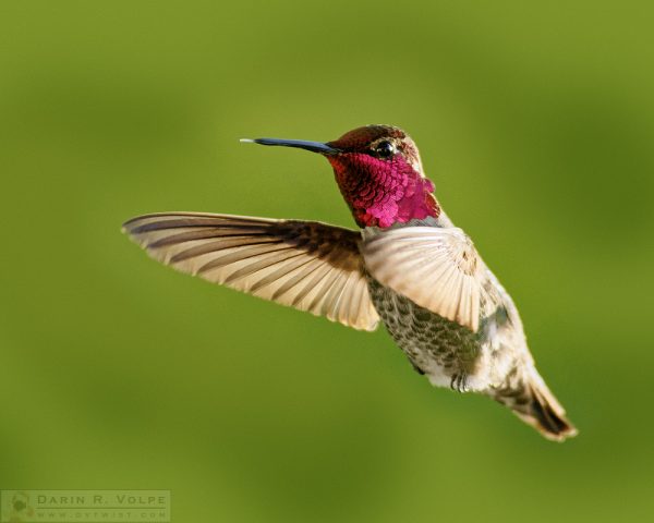 "Raspberry" [Anna's Hummingbird in Templeton, California]