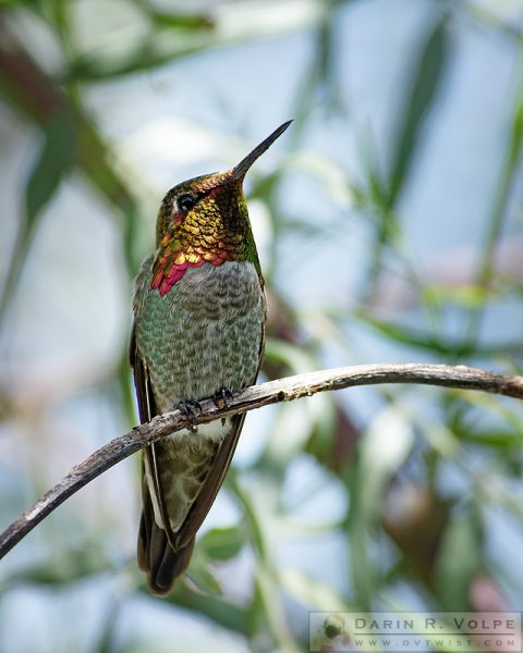 "The Bird in the Foil Mask" [Anna's Hummingbird in Templeton, California]