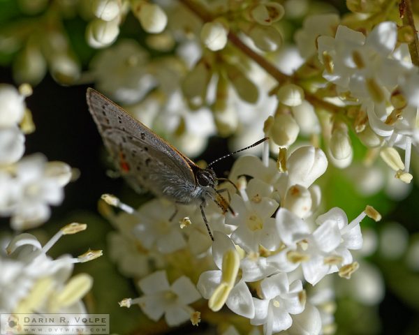 "Copper Blades" [Gorgon Copper Butterfly in Templeton, California]