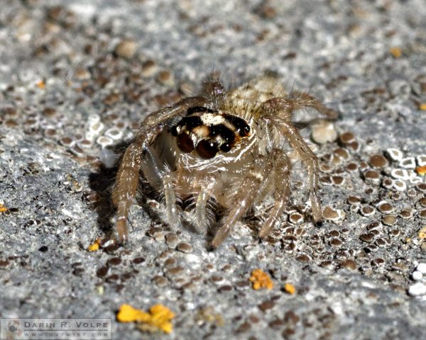 Jumping Spider in Templeton, California