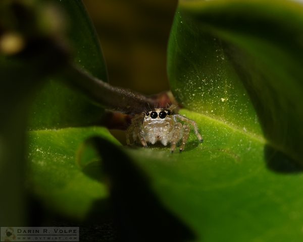 "The Itsy-Bitsy Spider" [Jumping Spider in Templeton, California]