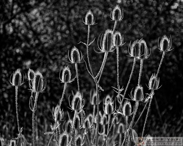"Spiny Alien Invaders" [Dry Teasel Flowers at E.E. Wilson Game Management Area, Oregon]
