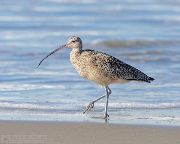 "A Stroll on the Beach" [Long-Billed Curlew at Morro Strand State Beach, Morro Bay, California]