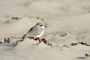 "Puff Ball" [Western Snowy Plover at Morro Strand State Beach, Morro Bay, California]