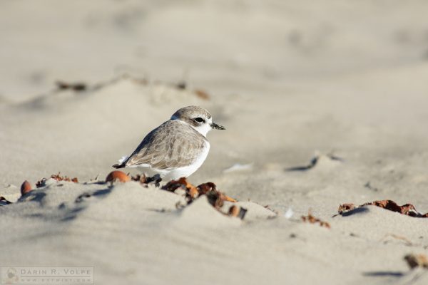 "Puff Ball" [Western Snowy Plover at Morro Strand State Beach, Morro Bay, California]