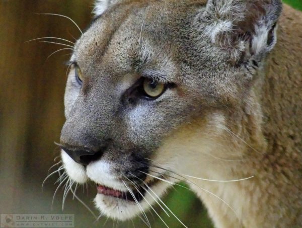 "A Puma By Any Other Name" [Mountain Lion at Living Desert Zoo and Gardens, Palm Desert, California]