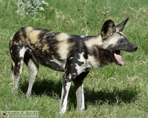 African Wild Dog at the Living Desert Zoo and Gardens, Palm Desert, CA.