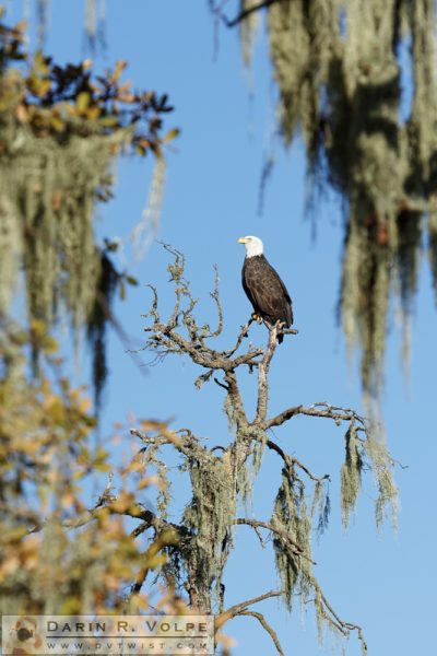 "Tranquility Base" [Bald Eagle at Atascadero Lake Park, Atascadero, California]