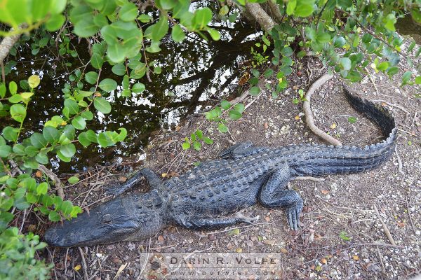 American Alligator at Florida Everglades National Park