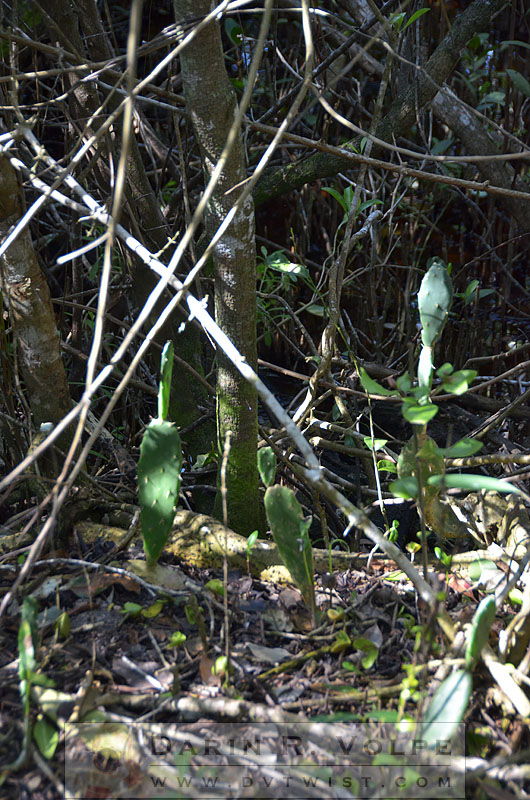 Florida Everglades Cactus