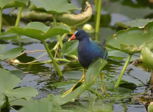 Purple Gallinule at Florida Everglades National Park