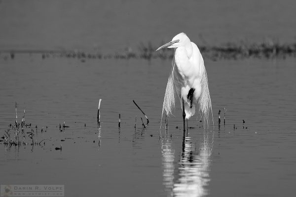 "Elegance" [Great Egret in Merced National Wildlife Refuge, California]