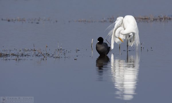 "Aren't You Ready Yet?" [Egret and Coot in Merced National Wildlife Refuge, California]