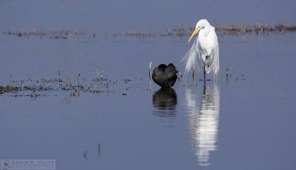 "I Can't Work Like This" [Egret And Coot At Merced National Wildlife Refuge, California]