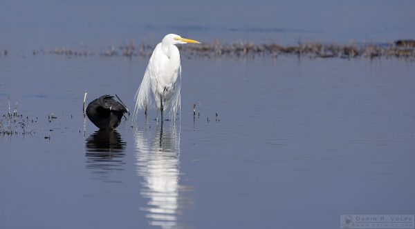 "He's Not With Me" [Egret and Coot in Merced National Wildlife Refuge, California]