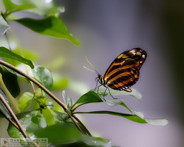 "Tropical Beauty" [Tiger Longwing Butterfly at California Academy of Sciences, California]