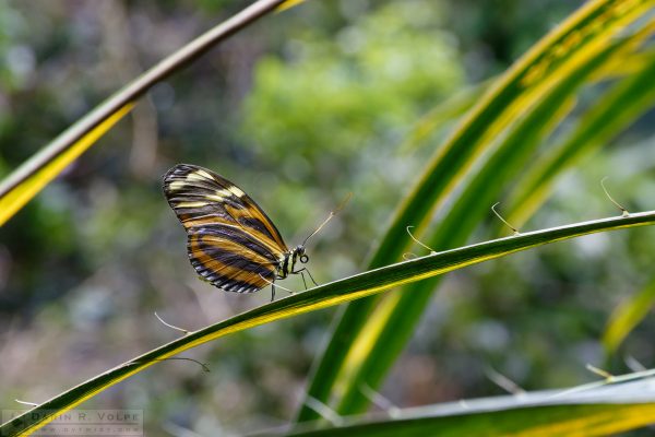 "Spiny Runway" [Tiger Longwing Butterfly at California Academy of Sciences, California]