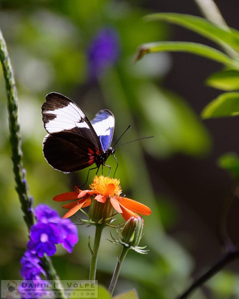 "Orange Drink" [Sapho Longwing Butterfly in California Academy of Sciences, California]