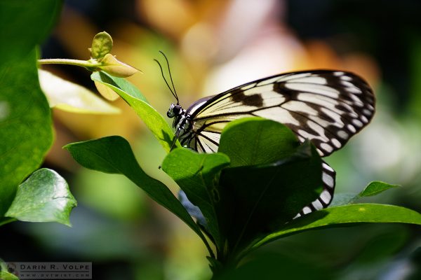 "Rice Paper" [Paper Kite Butterfly at California Academy of Sciences, California]