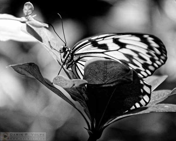 "Resting Kite" [White Tree Nymph Butterfly at California Academy of Sciences, California]