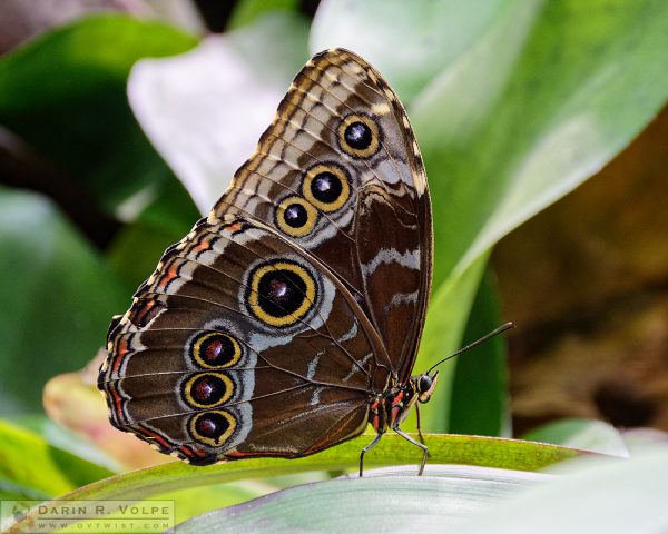 "The Eyes Have It" [Blue Morpho Buttefly in California Academy of Sciences, California]