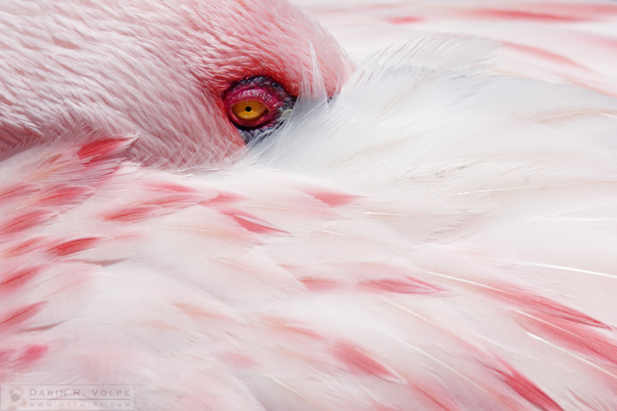 "A Touch of Pink" [Lesser Flamingo at San Diego Zoo Safari Park, California]