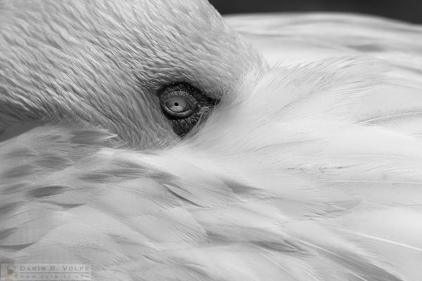 "Pretty in Gray" [Lesser Flamingo at San Diego Zoo Safari Park, California]