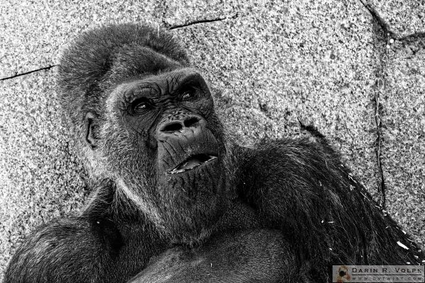 "Winston" [Western Lowland Gorilla at San Diego Zoo Safari Park, California]