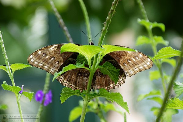 "Peekaboo!" [Blue Morpho Buttefly in San Diego Zoo Safari Park, California]