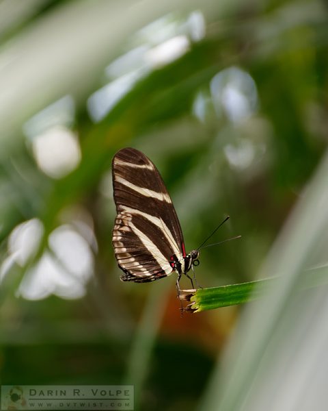 "Standing at the Edge" [Zebra Longwing Butterfly at San Diego Zoo Safari Park, California]