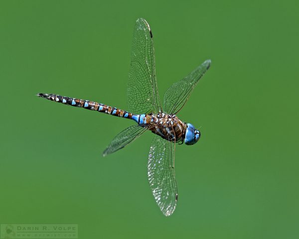 "Nature's Helicopter" [Blue-Eyed Darner Dragonfly Male in San Luis Obispo, California]