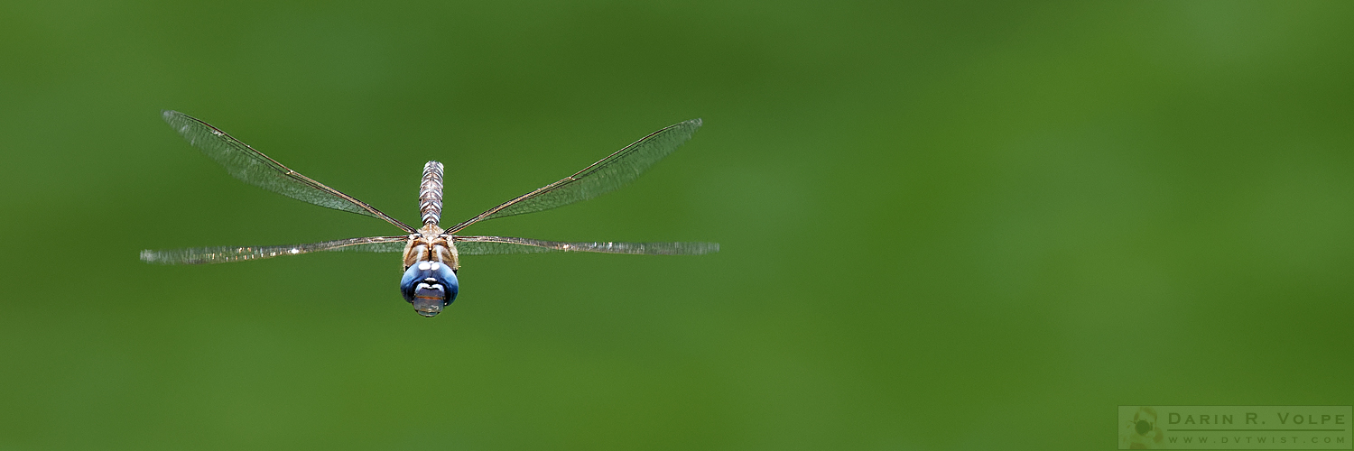 "Blue Leader" [Blue-Eyed Darner Dragonfly Male in San Luis Obispo, California]