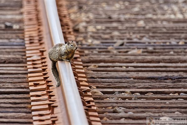 "Squirrel Tracks" [Ground Squirrel on Train Tracks in Elkhorn Slough Estuarine Reserve, California]