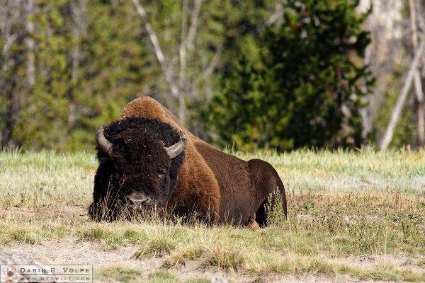 "Let Sleeping Bison Lie" [American Bison in Yellowstone National Park, Wyoming]