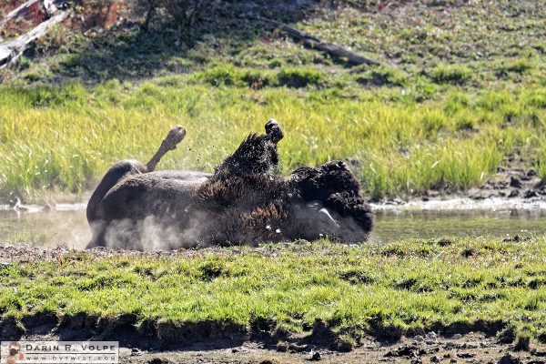 "Rolling on the River" [American Bison Wallowing in Yellowstone National Park, Wyoming]