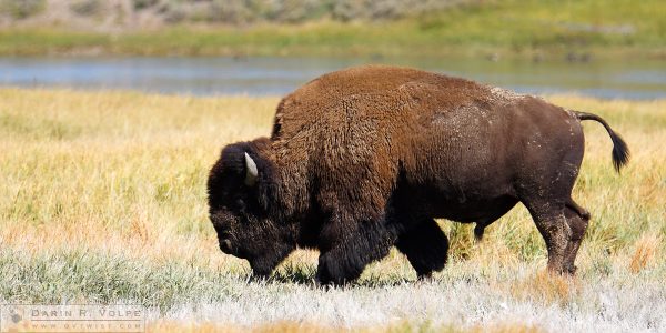 "Bozheena" [American Bison in Yellowstone National Park, Wyoming]