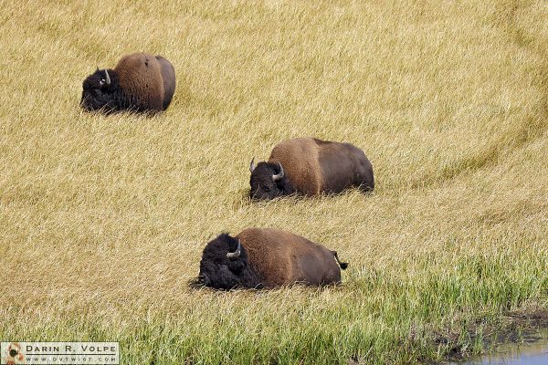 Bison Trails in Hayden Valley