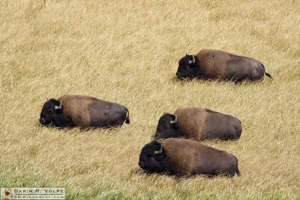 "Leading the Pack at the Buffalo Races" [American Bison in Yellowstone National Park, Wyoming]