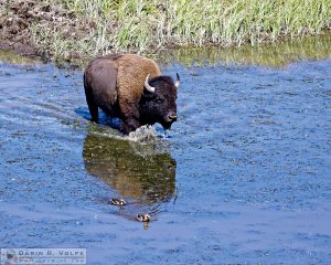 "Like a Duck to Water" [American Bison in Yellowstone National Park, Wyoming]