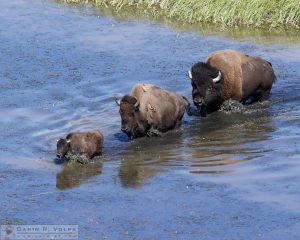Bison Calf, Cow, and Bull Crossing the Yellowstone River