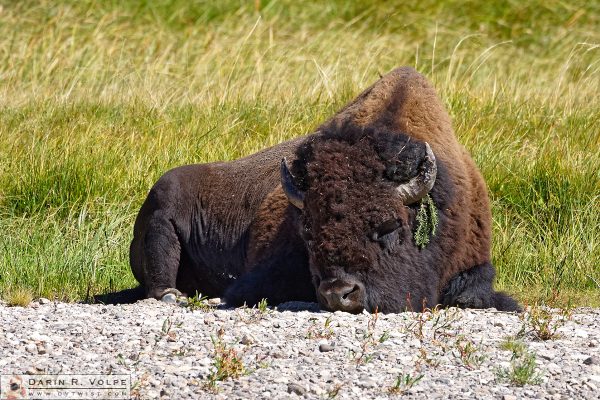 "The Bohemian" [American Bison in Yellowstone National Park, Wyoming]