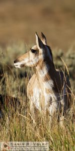 "Native American" [Female Pronghorn in Yellowstone National Park, Wyoming]