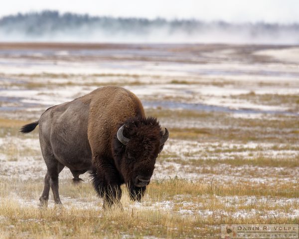 "American Icon" [American Bison in Yellowstone National Park, Wyoming]