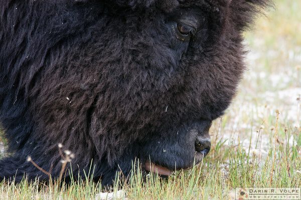 "The Mowers of Yellowstone" [American Bison in Yellowstone National Park, Wyoming]